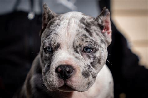 A females acceptable size range is an inch less than that of a male. . Bully puppies for sale near me